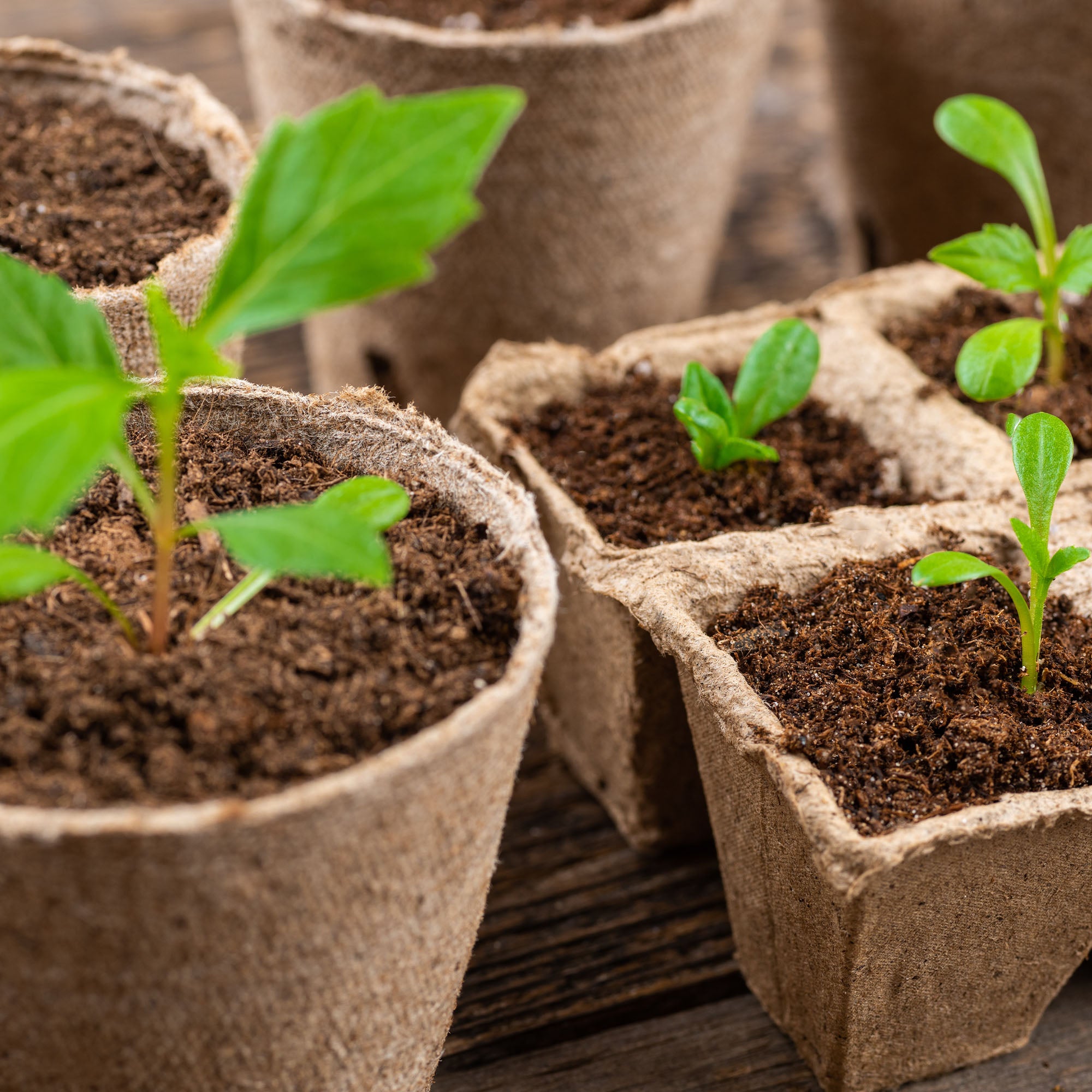 Small plants in biodegradable pots on a wooden surface
